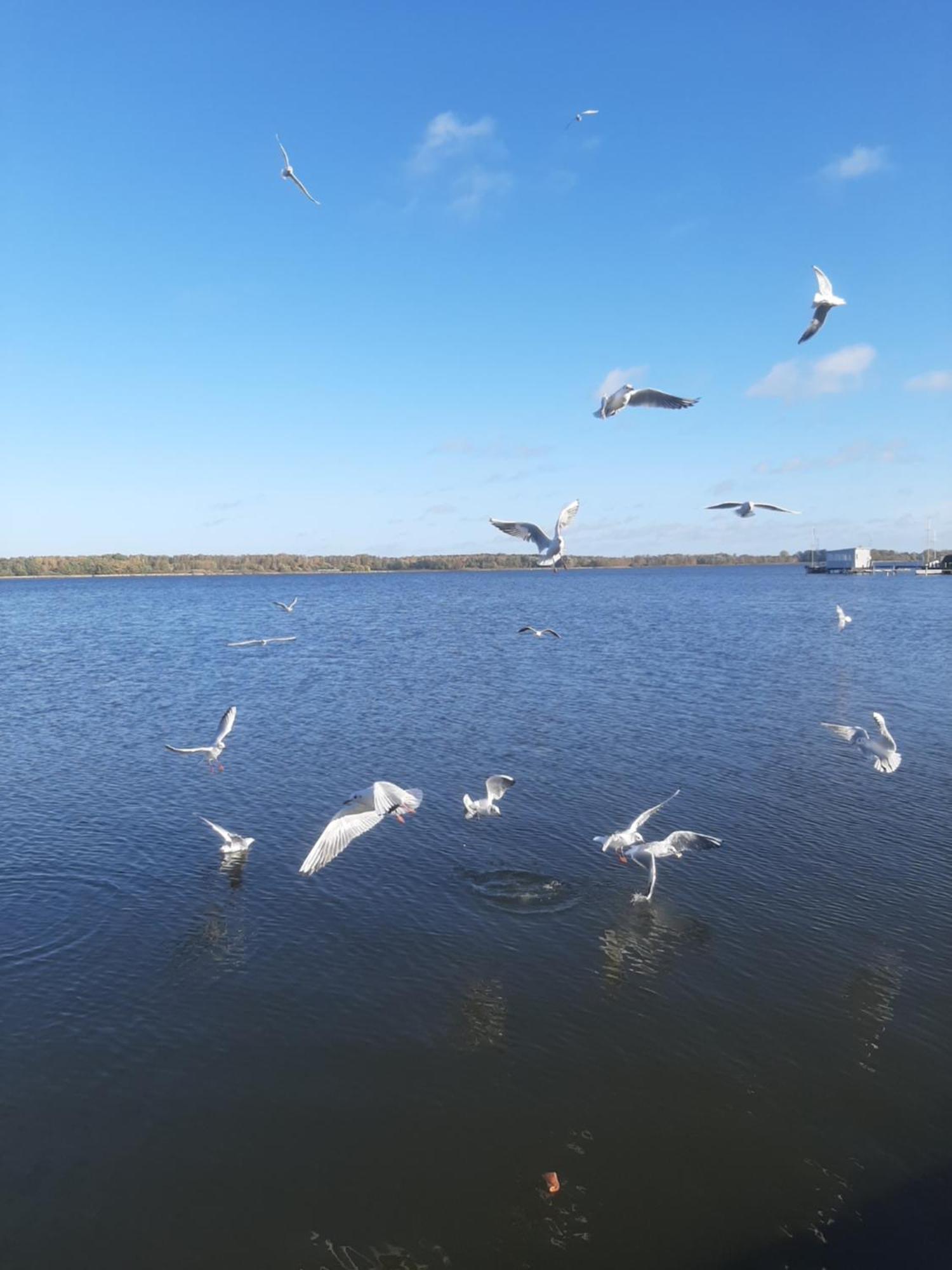 Hotel Perle am Bodden Ribnitz-Damgarten Buitenkant foto
